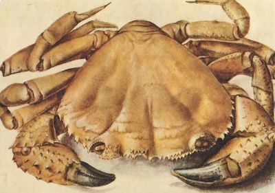 Krabbe, Dürer